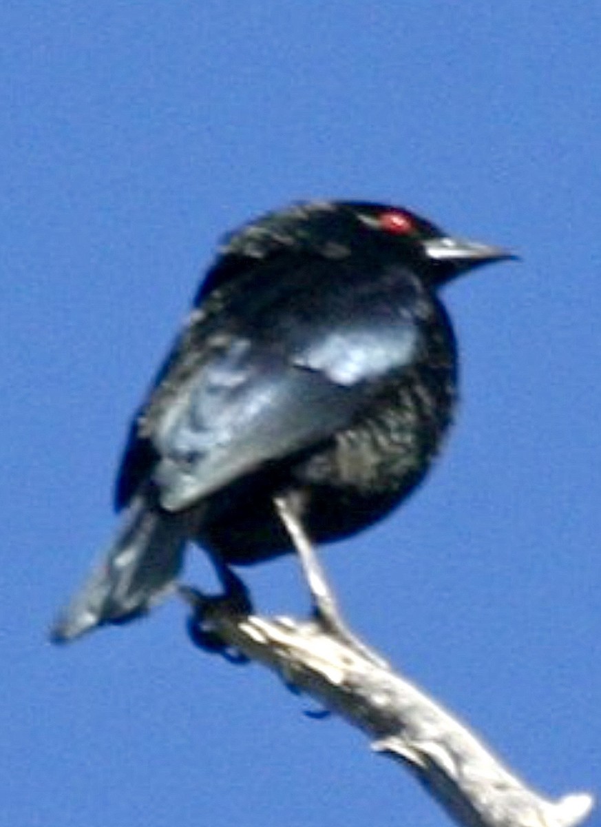 Красноглазый трупиал - ML644832847