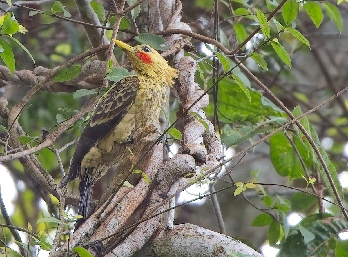 Cream-colored Woodpecker - ML644832858