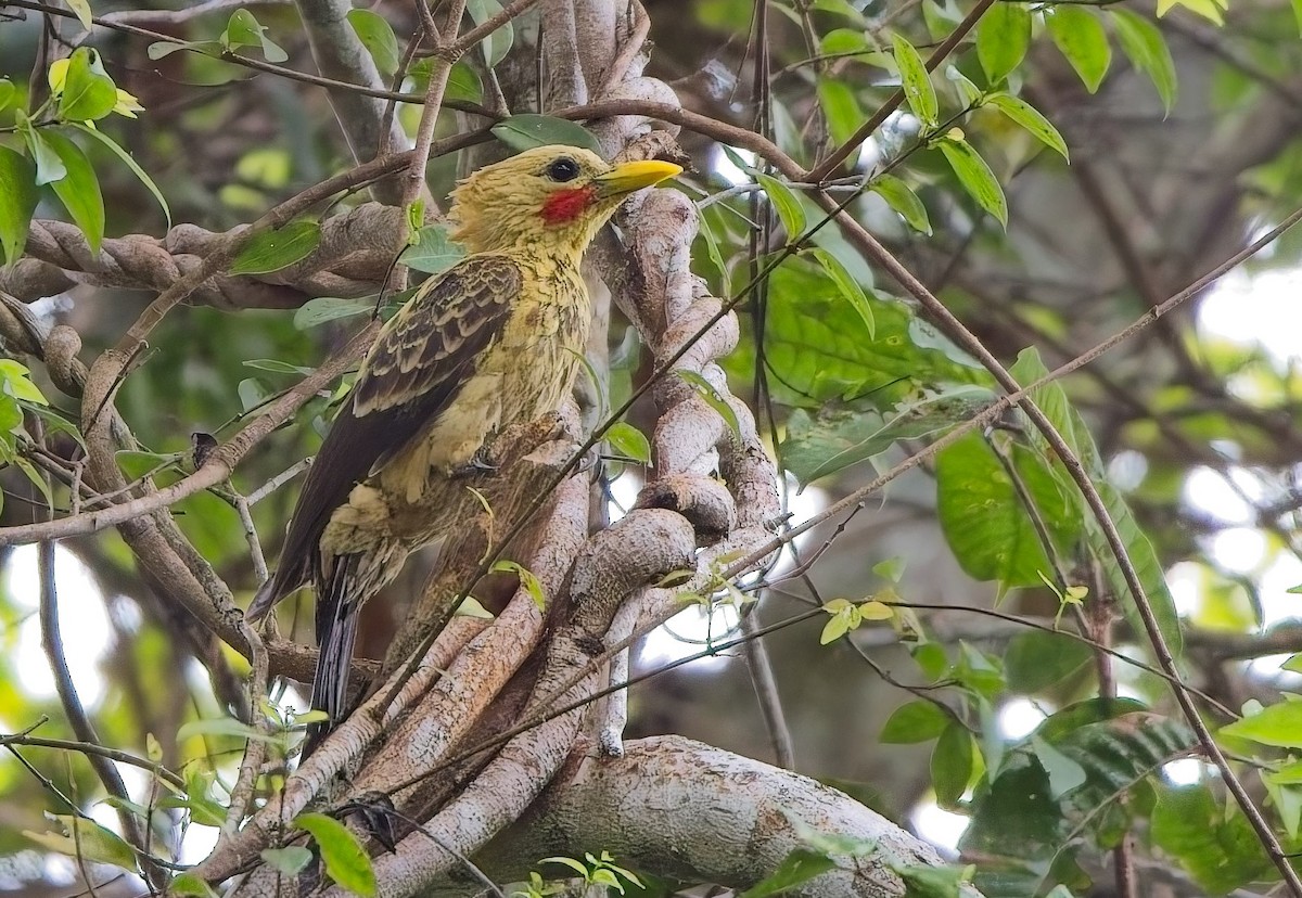 Cream-colored Woodpecker - ML644832859