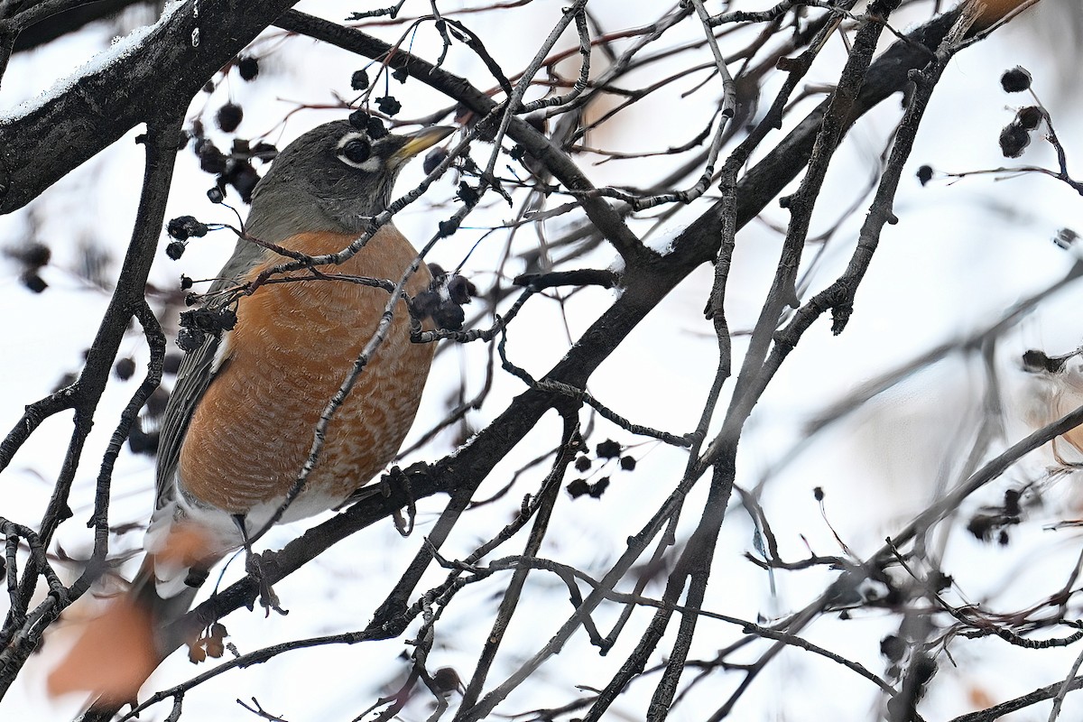 Странствующий дрозд - ML644832861