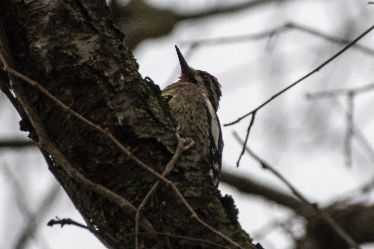 kanadasevjespett - ML644832866