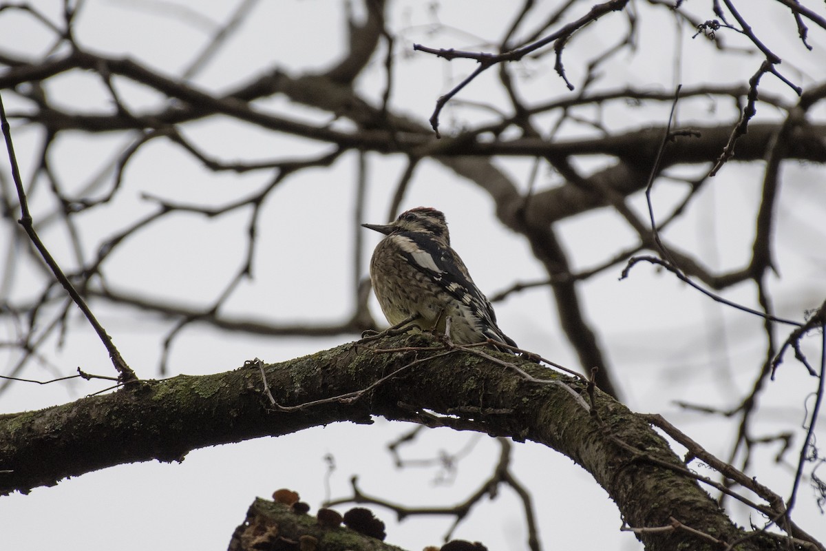 kanadasevjespett - ML644832867