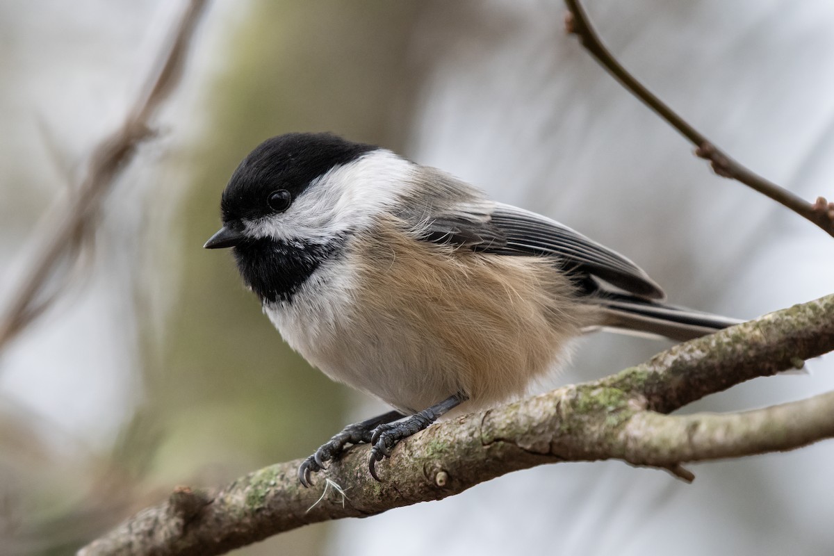 Amerika Baştankarası - ML644832881