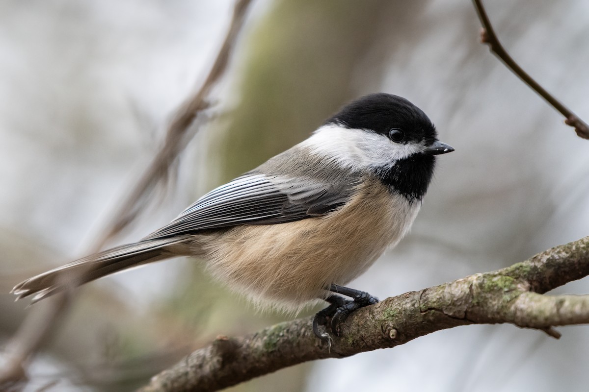 Amerika Baştankarası - ML644832882