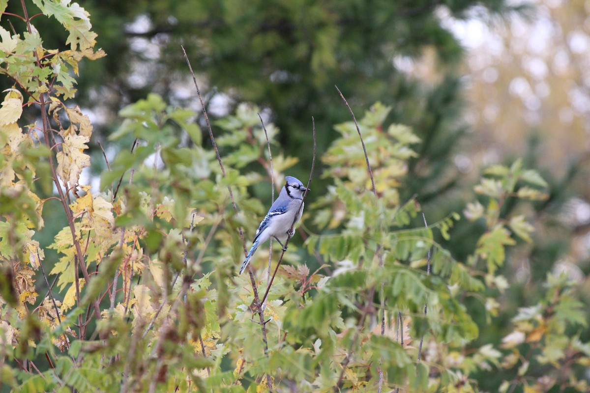 Blue Jay - ML644832883