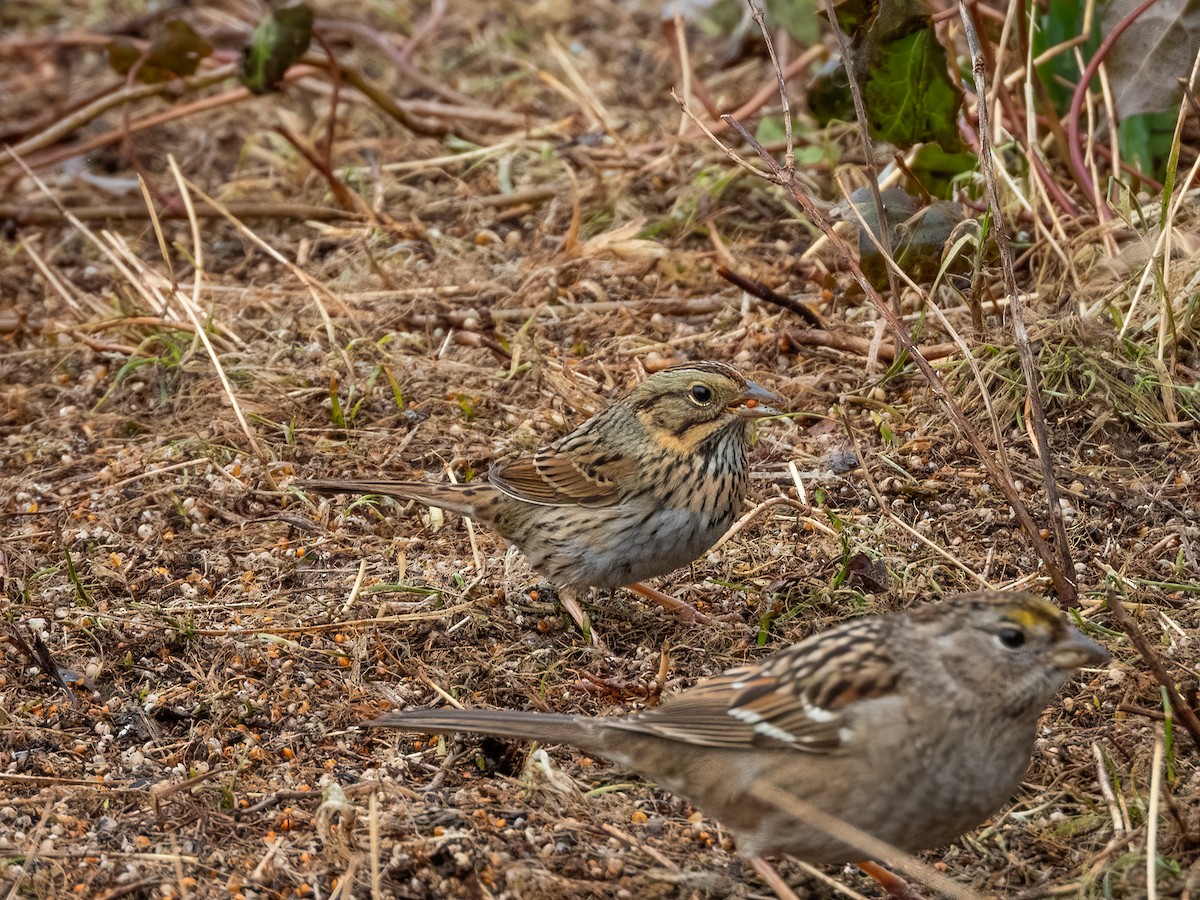 Lincoln's Sparrow - ML644832886