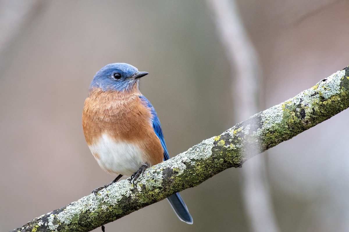 Блакитник східний - ML644832894