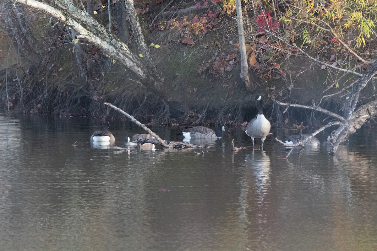 カナダガン - ML644832901