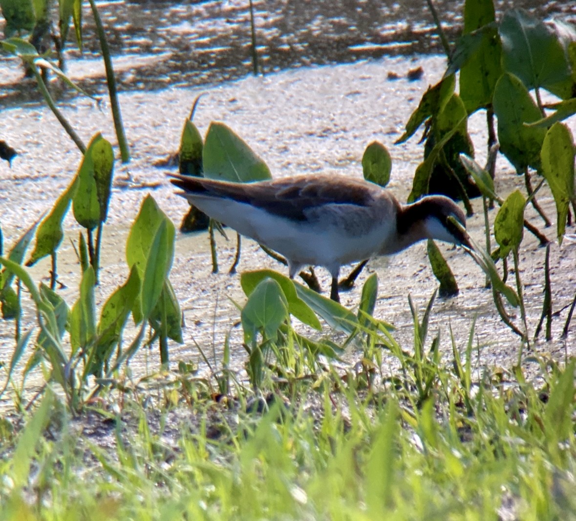 lyskonoh dlouhozobý - ML644832904