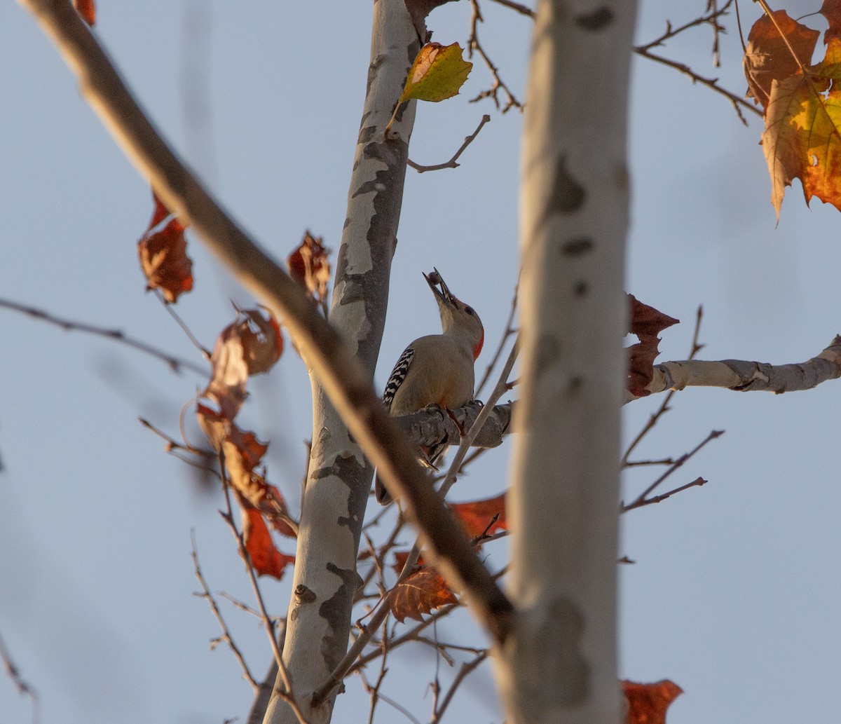 Carolinaspecht - ML644832907