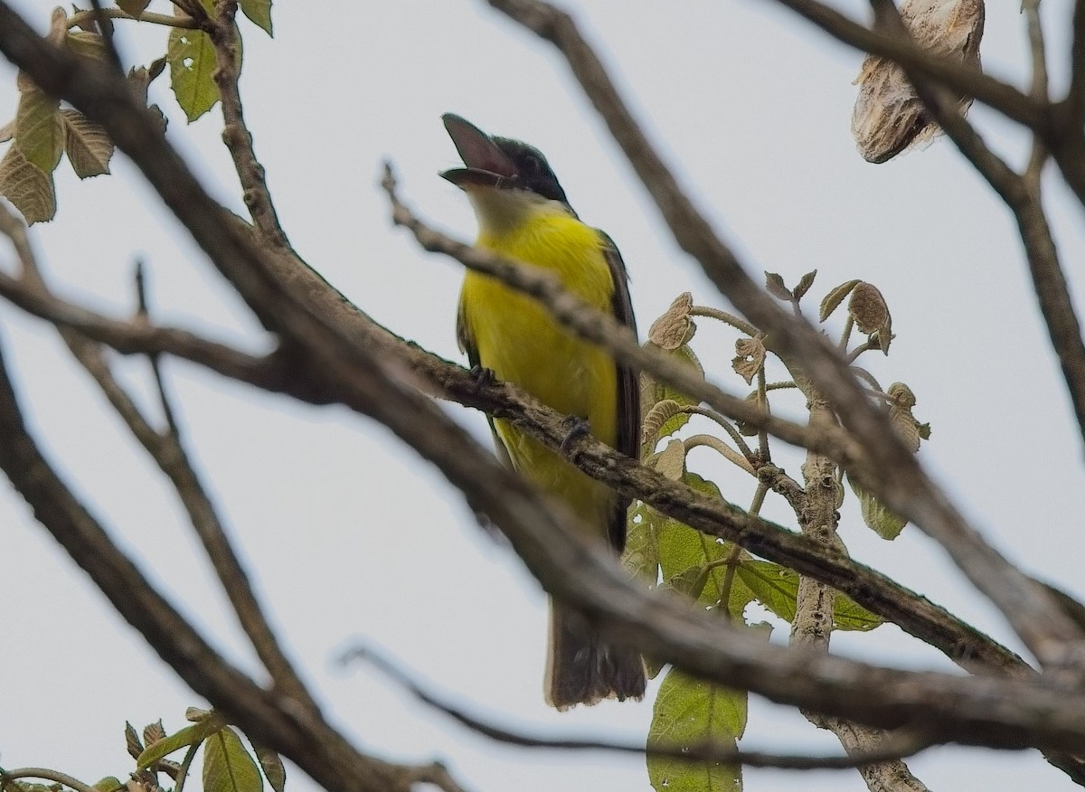 Пітанга-великодзьоб - ML644832909