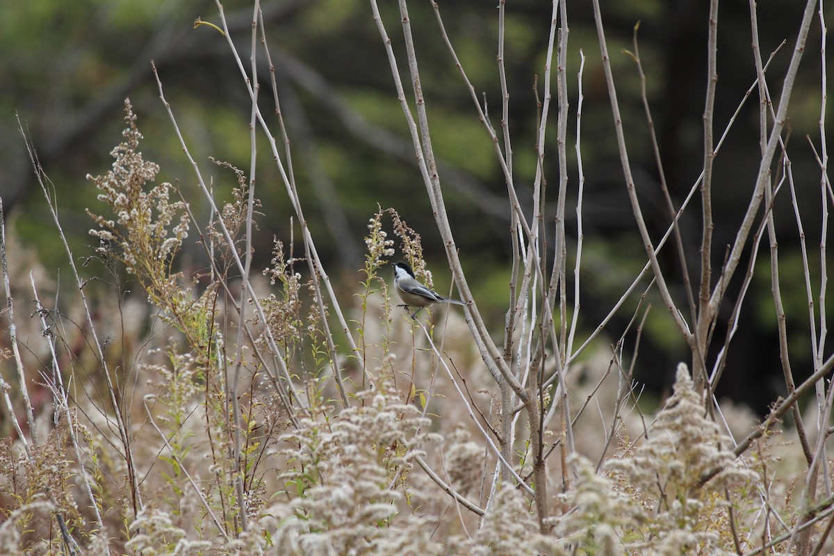 Amerika Baştankarası - ML644832912