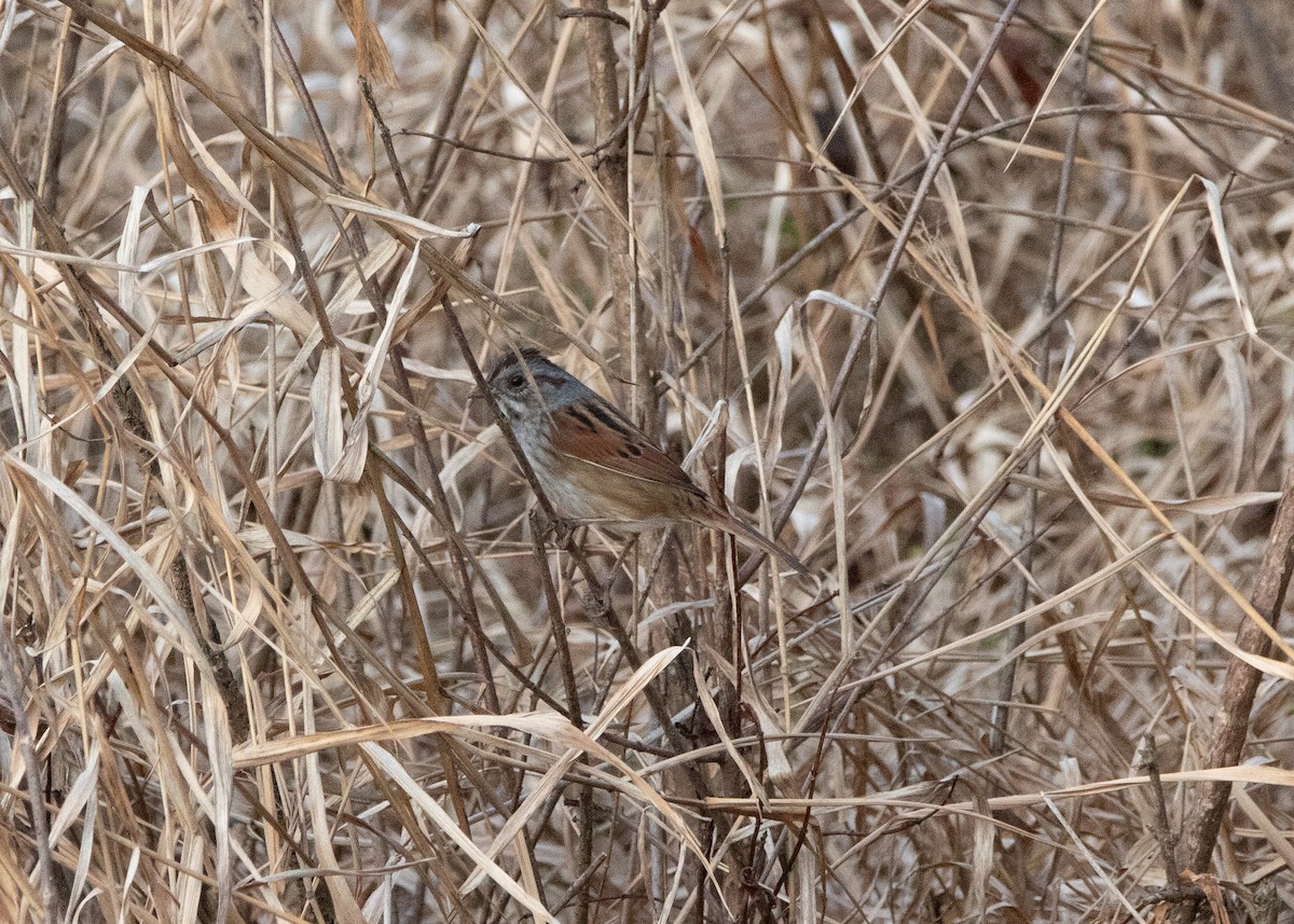 Bruant des marais - ML644832913