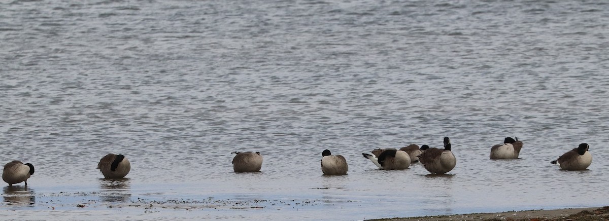 Canada Goose - ML644832922