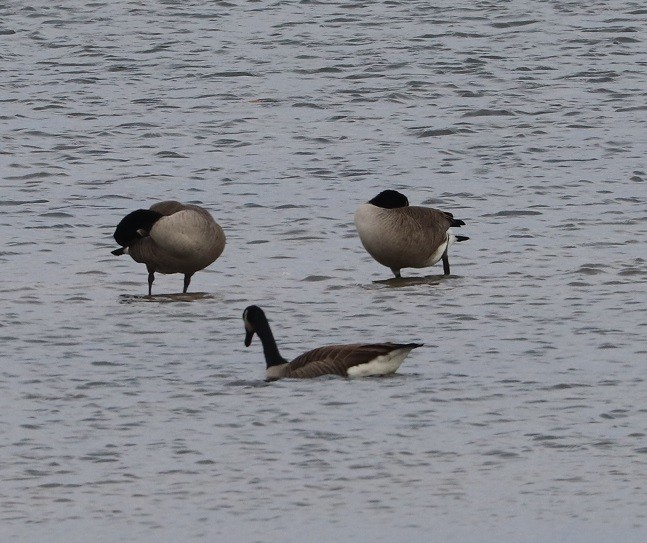 Canada Goose - ML644832924