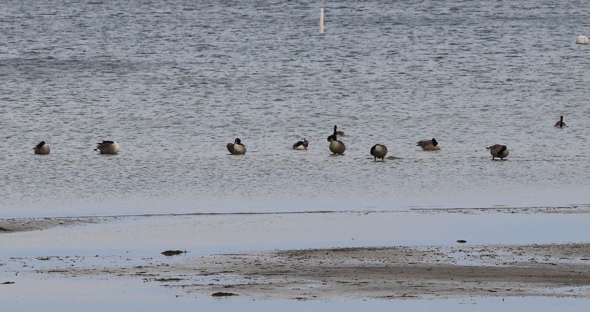 Canada Goose - ML644832925