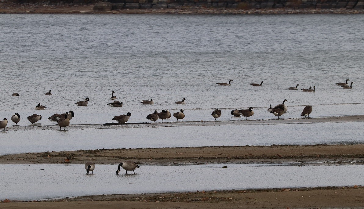 Canada Goose - ML644832926