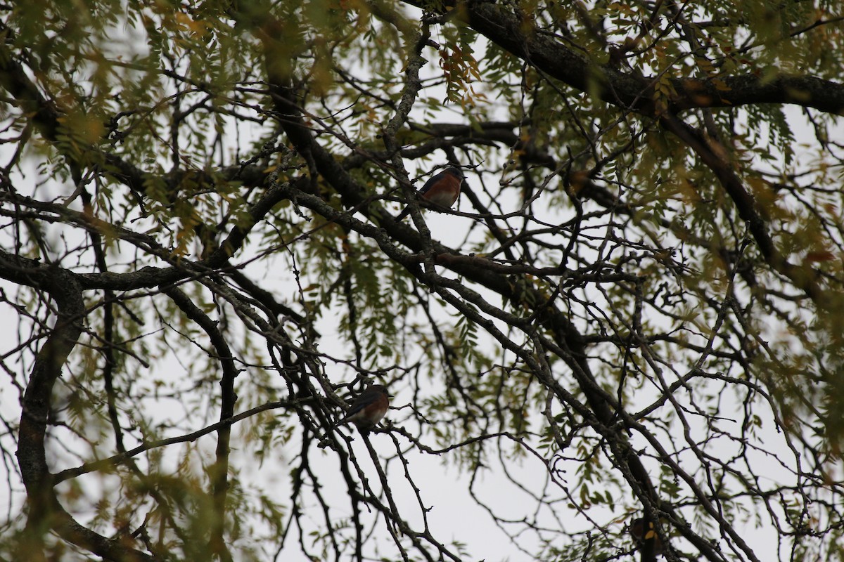 Блакитник східний - ML644832940