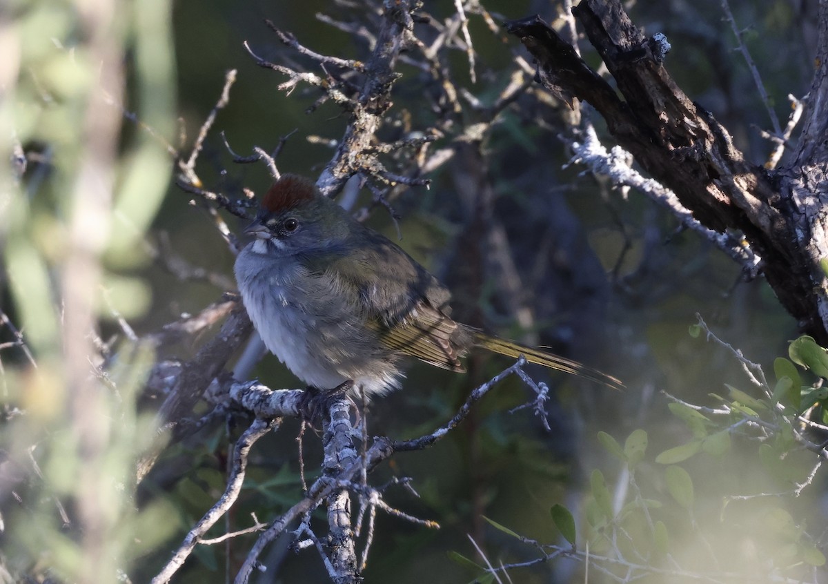 Green-tailed Towhee - ML644832945