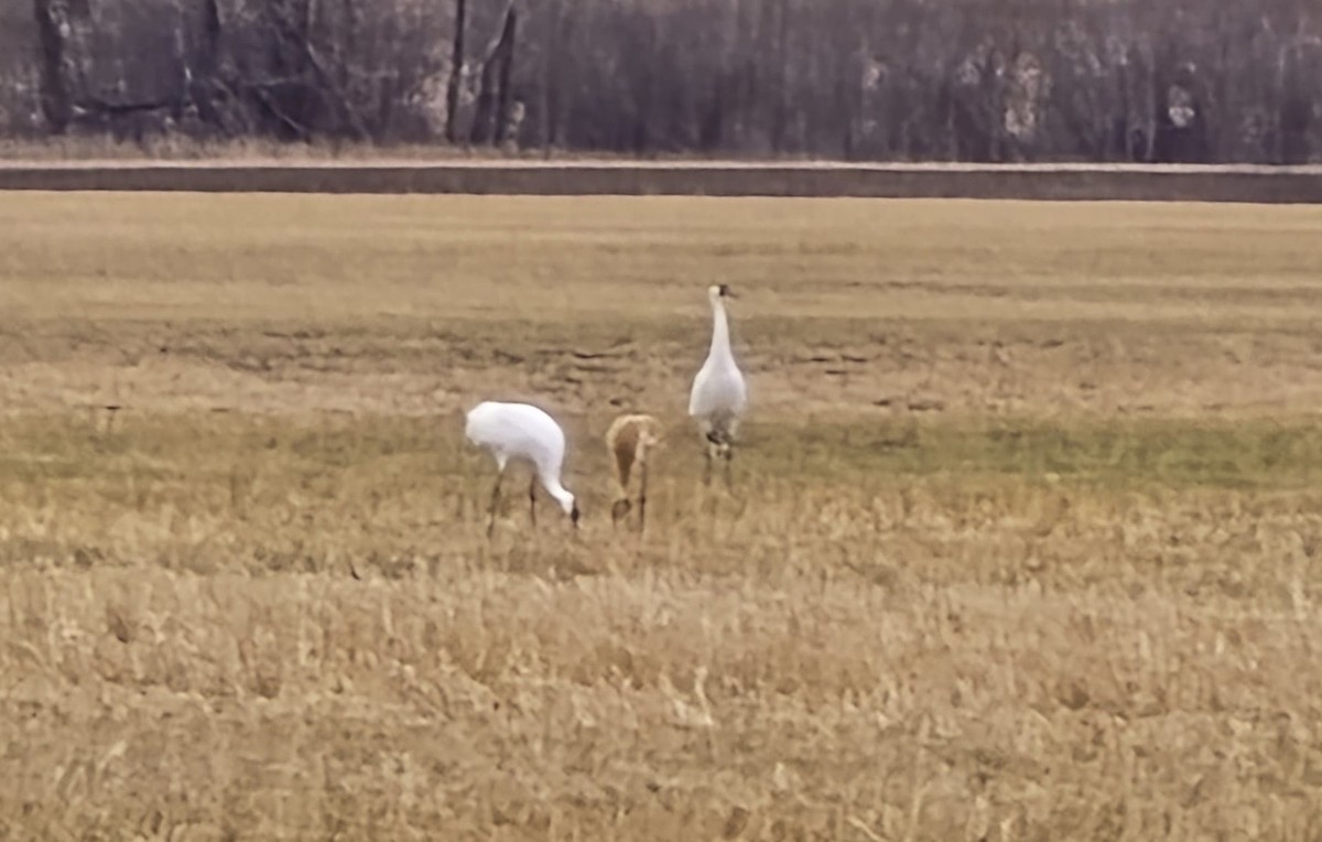 trompettrane - ML644832947