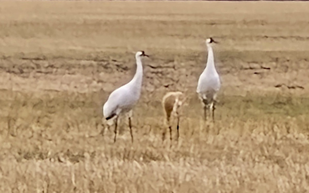 trompettrane - ML644832949