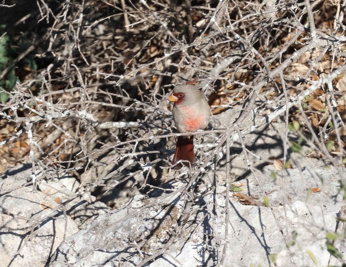 Pyrrhuloxia - ML644832955