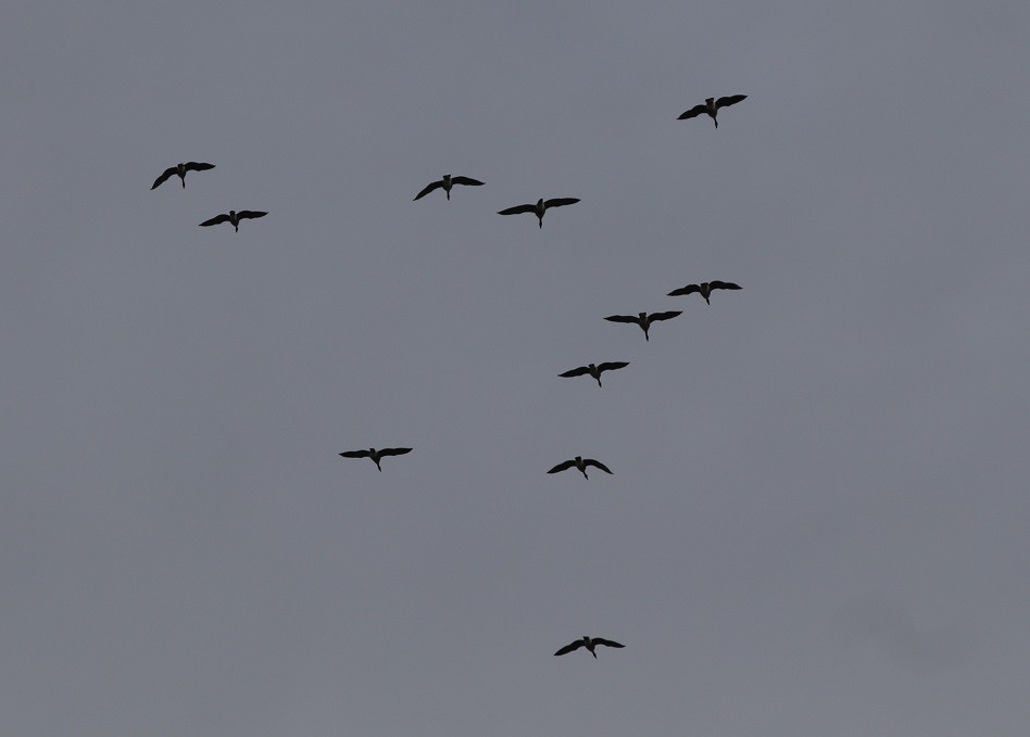 Canada Goose - ML644832959