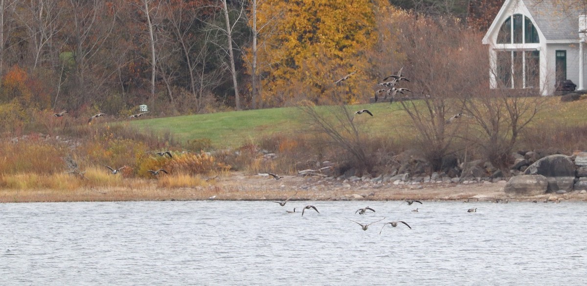Canada Goose - ML644832960