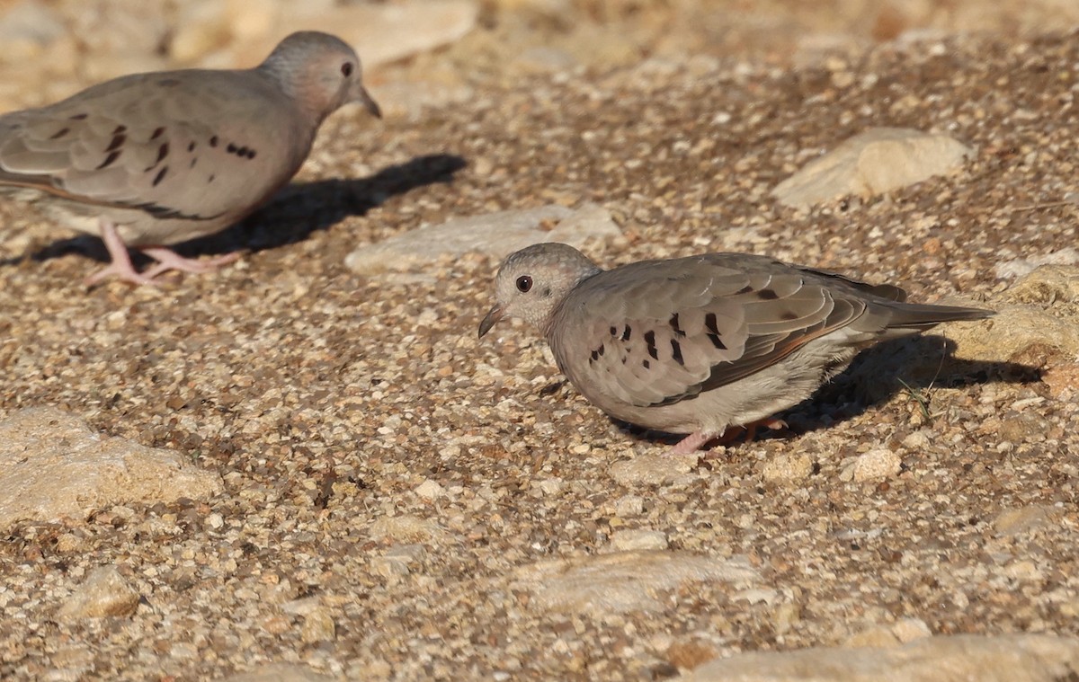 Common Ground Dove - ML644832970
