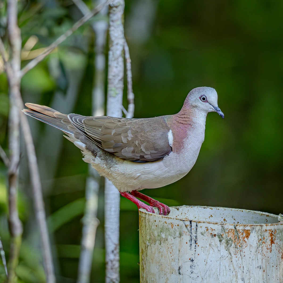 シロハラシャコバト - ML644832972