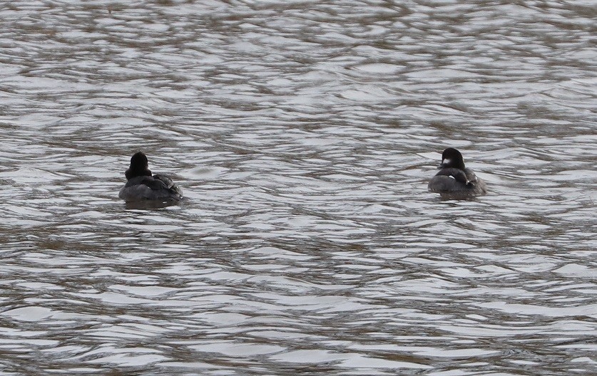 Bufflehead - ML644832986
