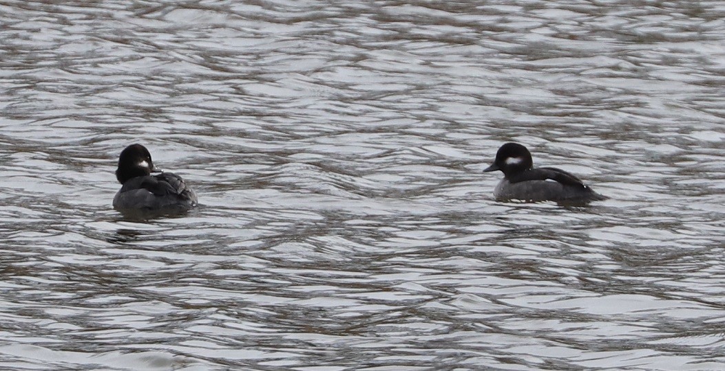 Bufflehead - ML644832987