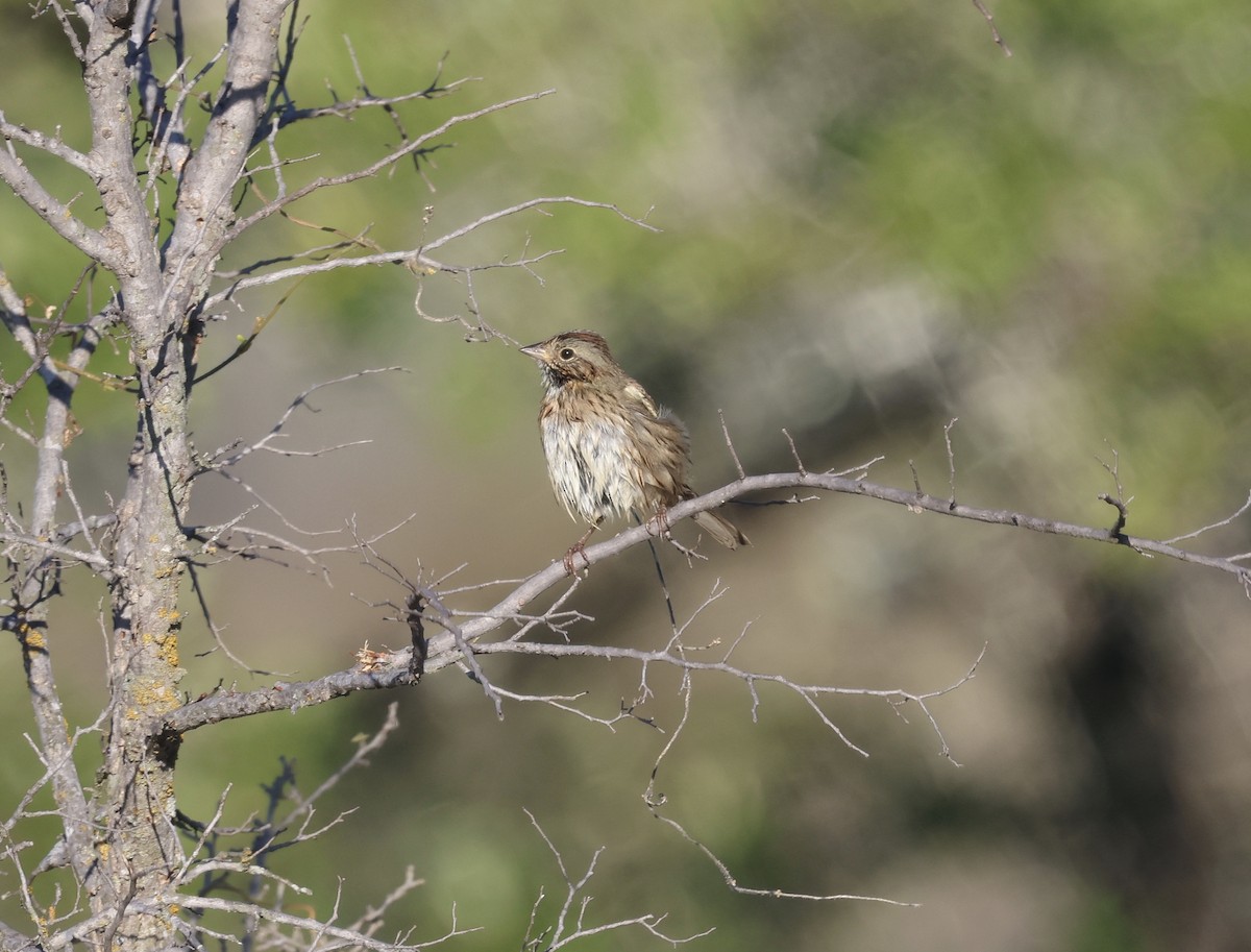 Lincoln's Sparrow - ML644832993