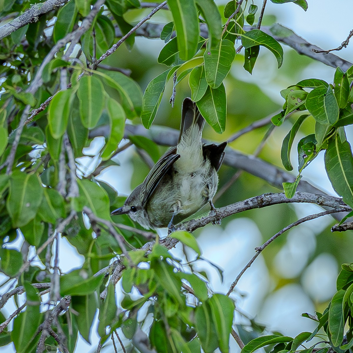 Yucatan Vireo - ML644832996