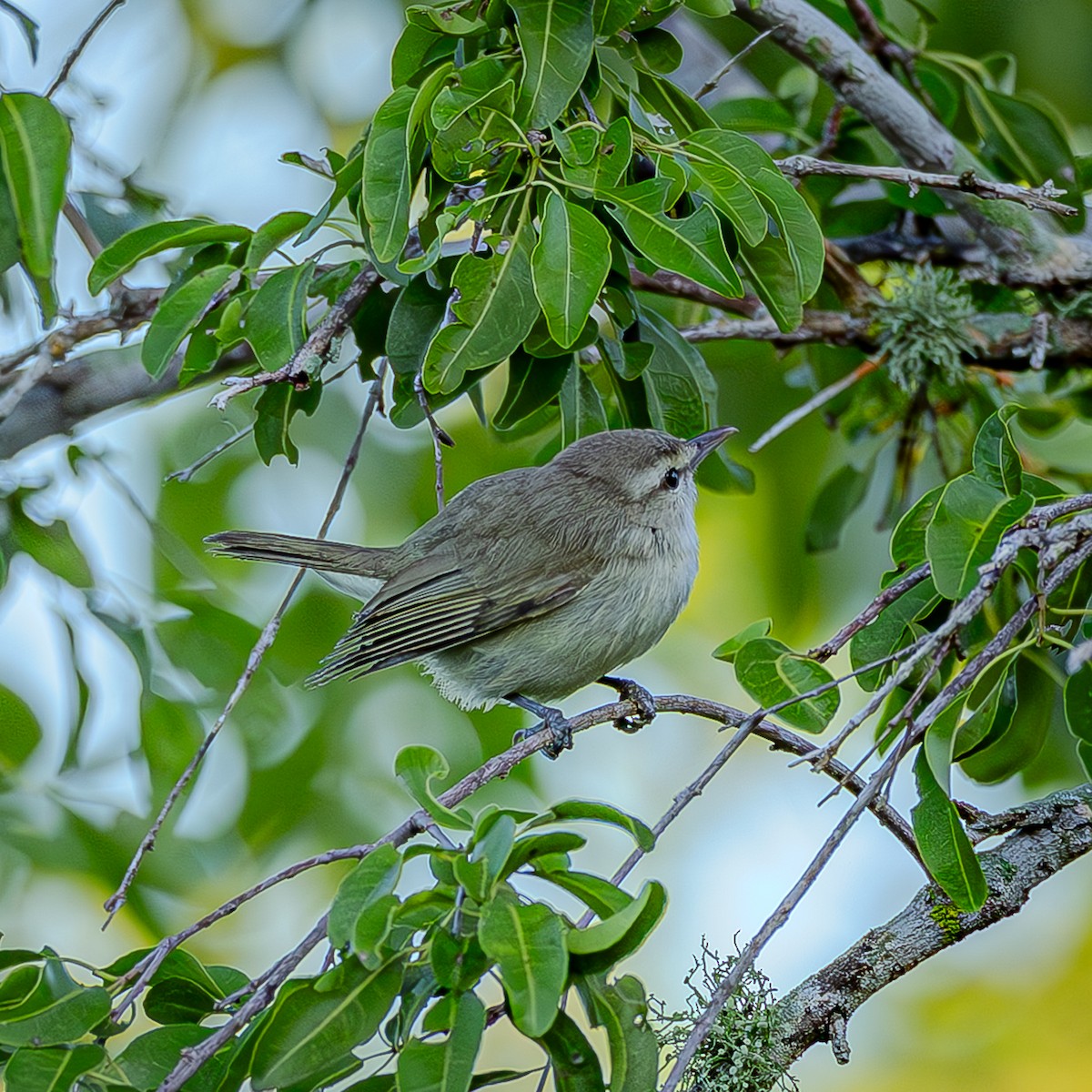 Yucatan Vireo - ML644833000