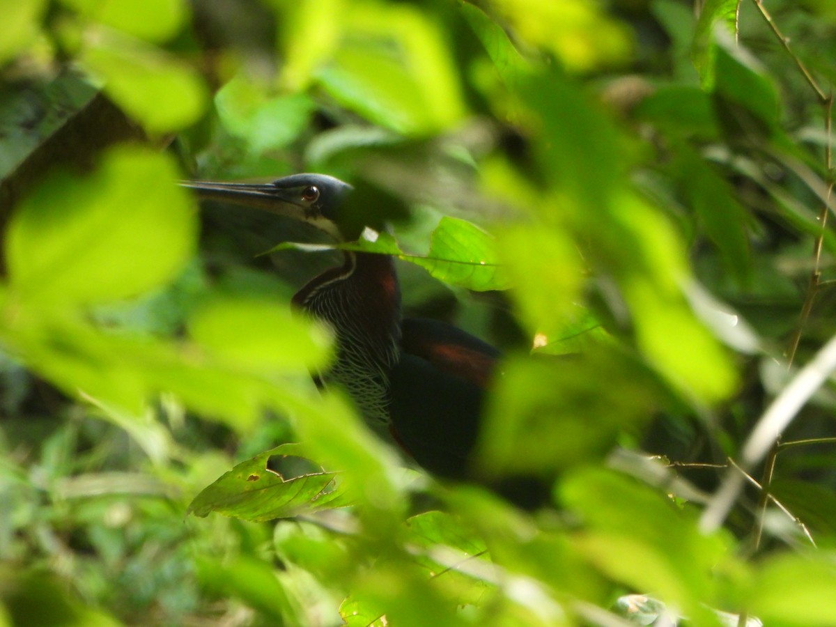 Agami Balıkçılı - ML644833007