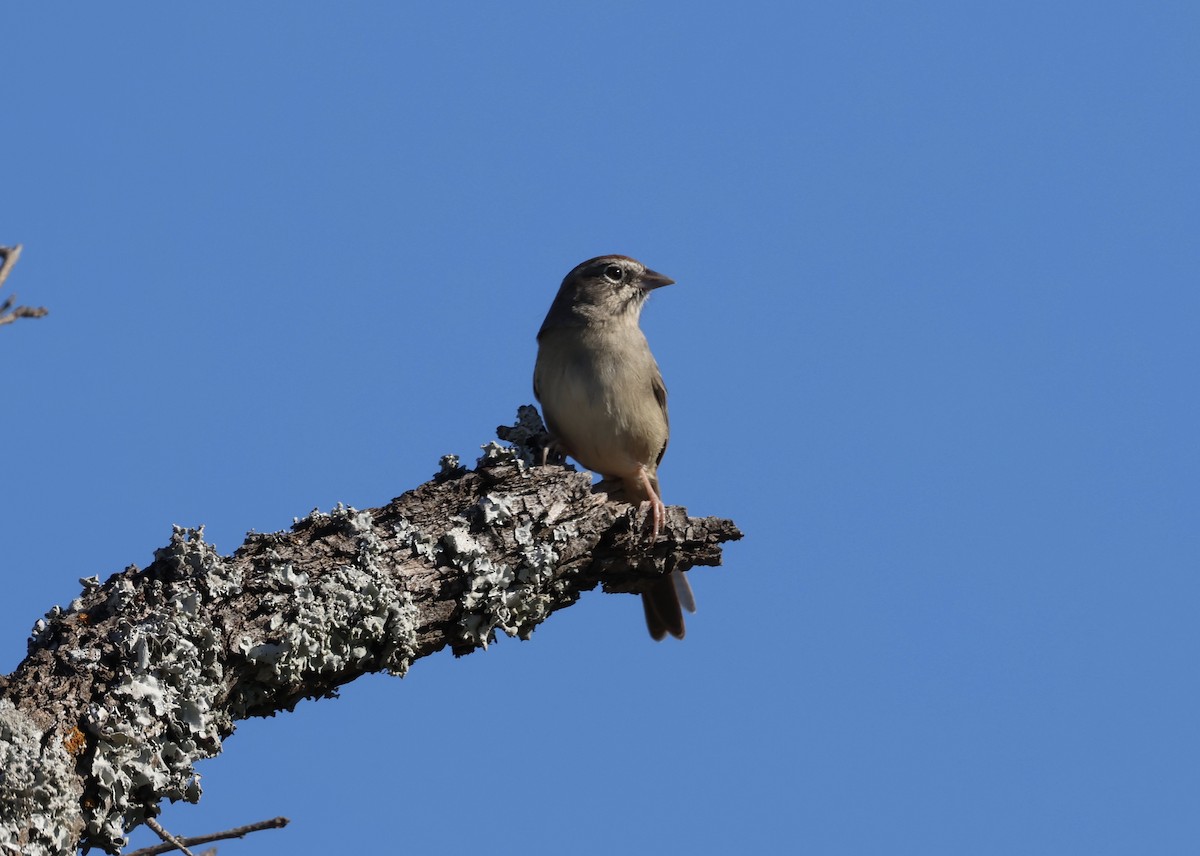 Rufous-crowned Sparrow - ML644833008