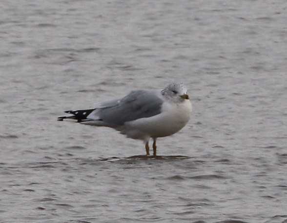 Ring-billed Gull - ML644833011