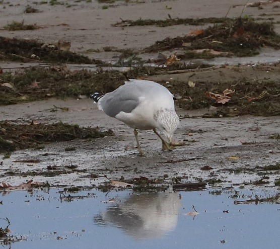 Ring-billed Gull - ML644833012