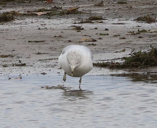 Ring-billed Gull - ML644833013