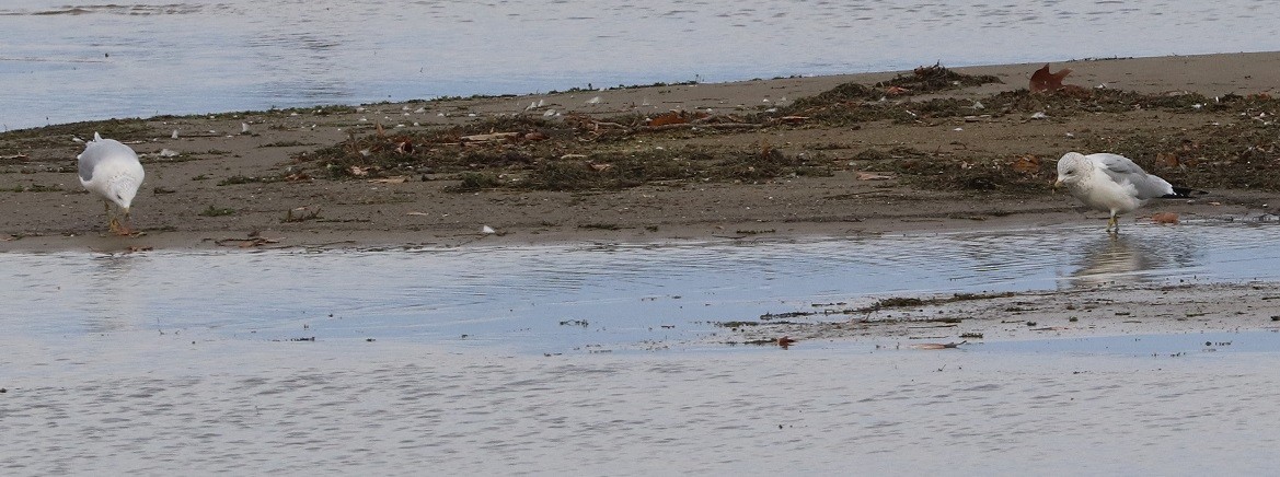 Ring-billed Gull - ML644833014