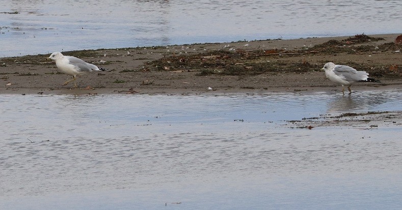 Ring-billed Gull - ML644833015