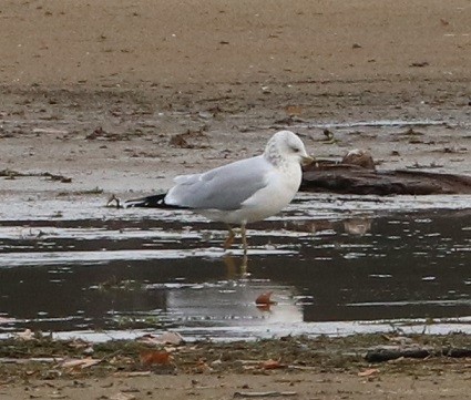 Ring-billed Gull - ML644833016