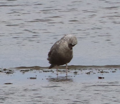 American Herring Gull - ML644833023