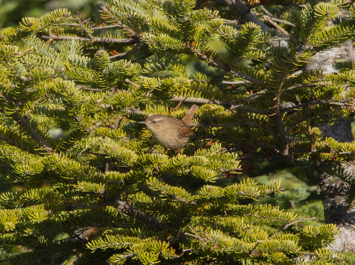 Winter Wren - ML644833049