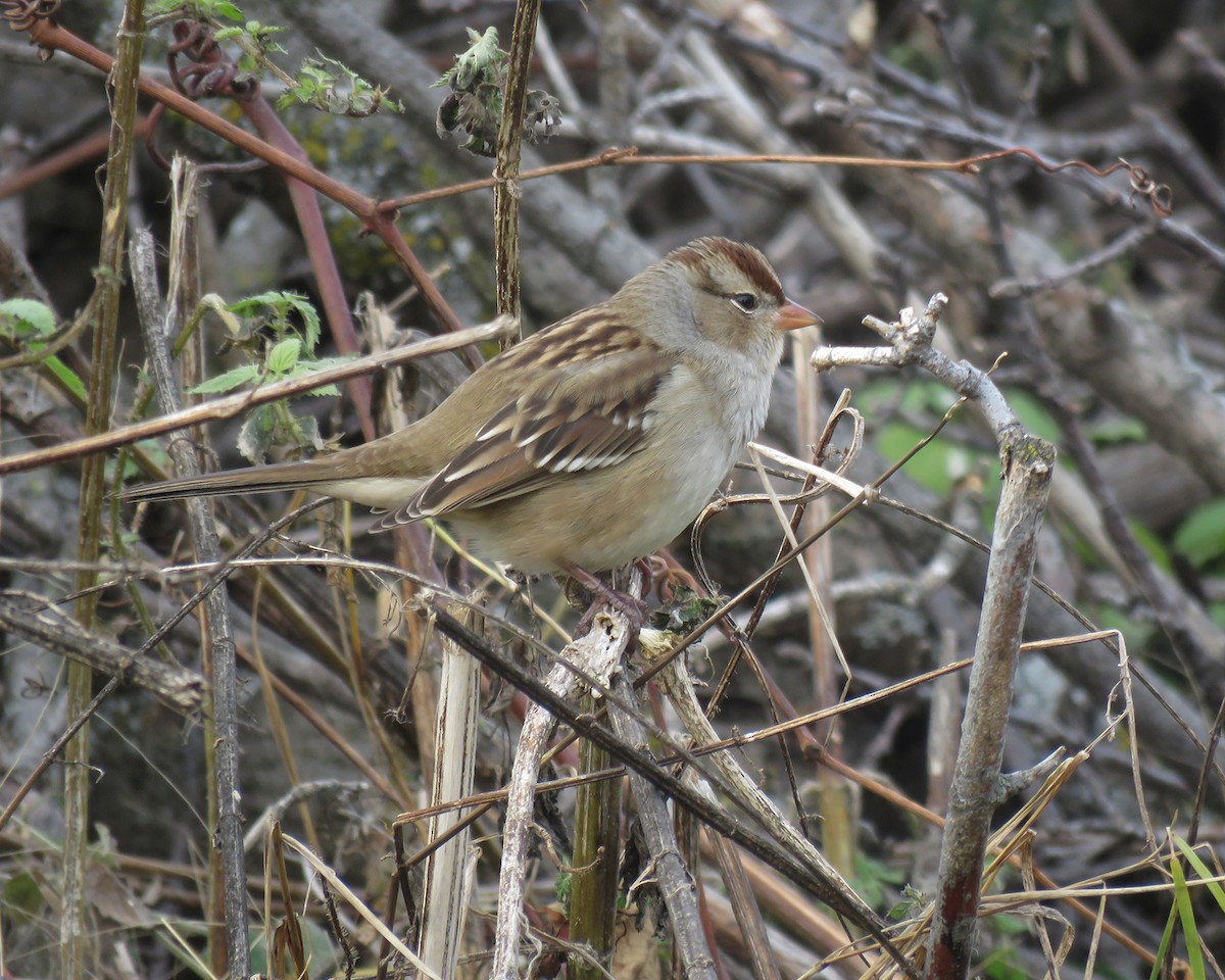 Bruant à couronne blanche - ML644833051