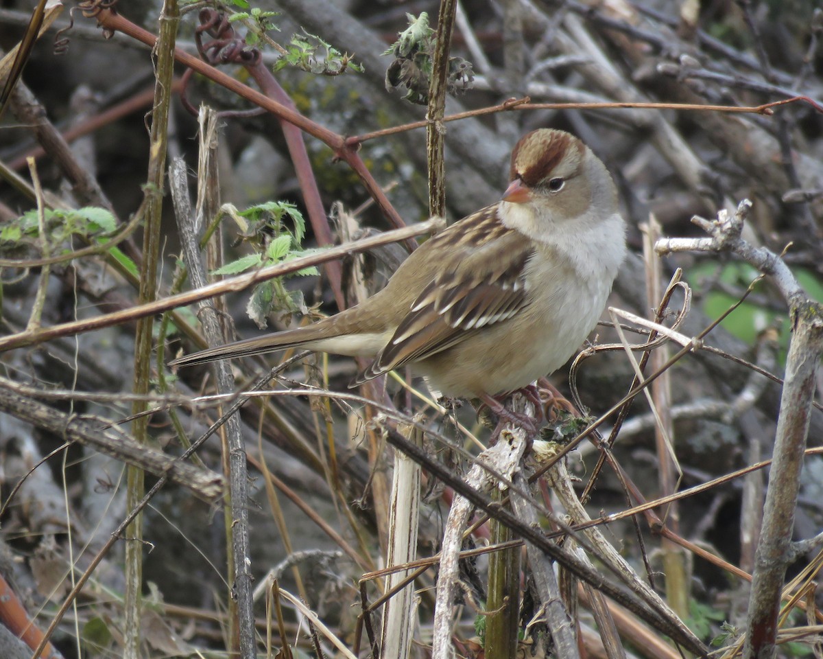 Bruant à couronne blanche - ML644833052
