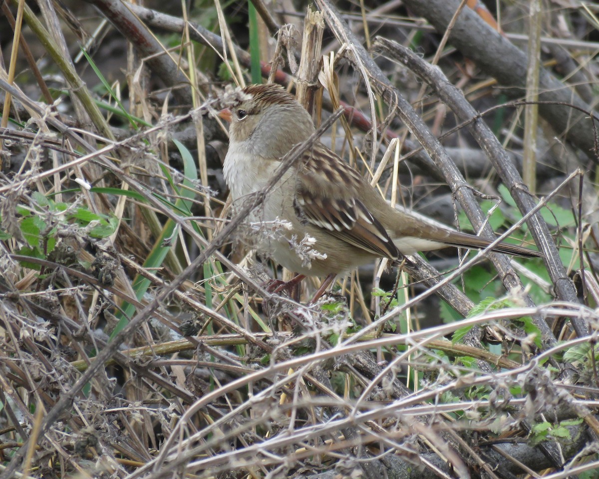 Bruant à couronne blanche - ML644833053