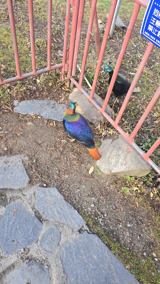 Himalaya Monalı - ML644833063