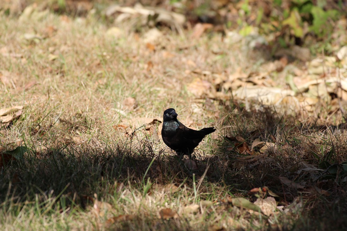 Common Grackle - ML644833065